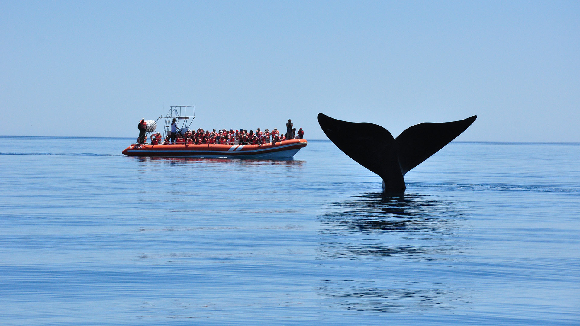 Vidriera ballenas en peninsula valdes 1 1920